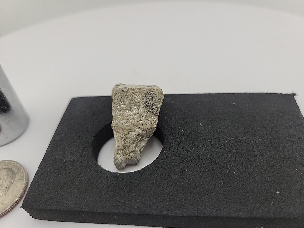 Triceratops Fossil Tooth