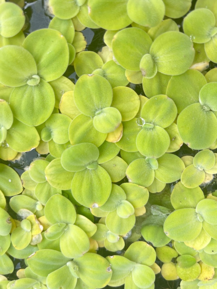 floating aquarium plants combo