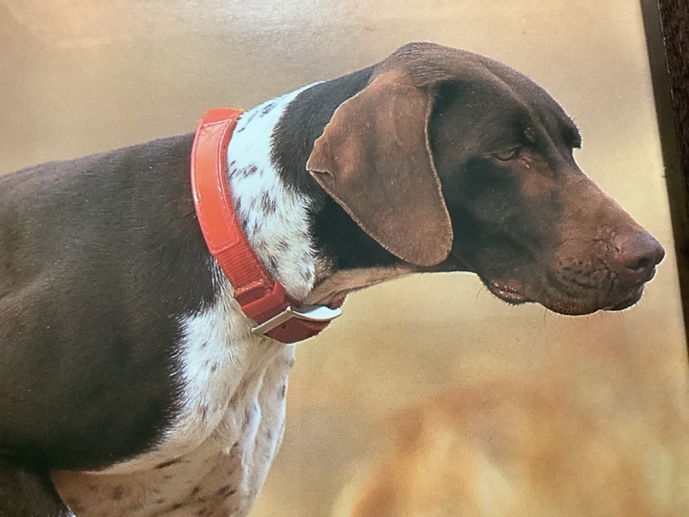 German Shorthaired Pointer on point Framed Photo 8" x 10" Denver Bryan