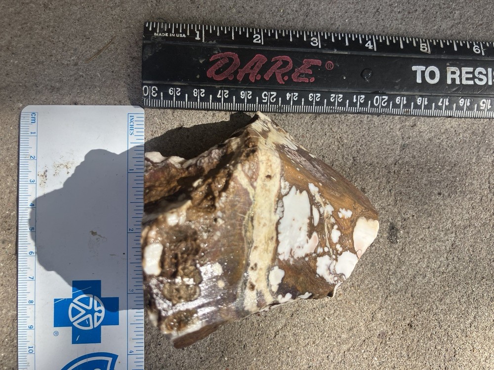 Wild Horse Specimen (Rough)