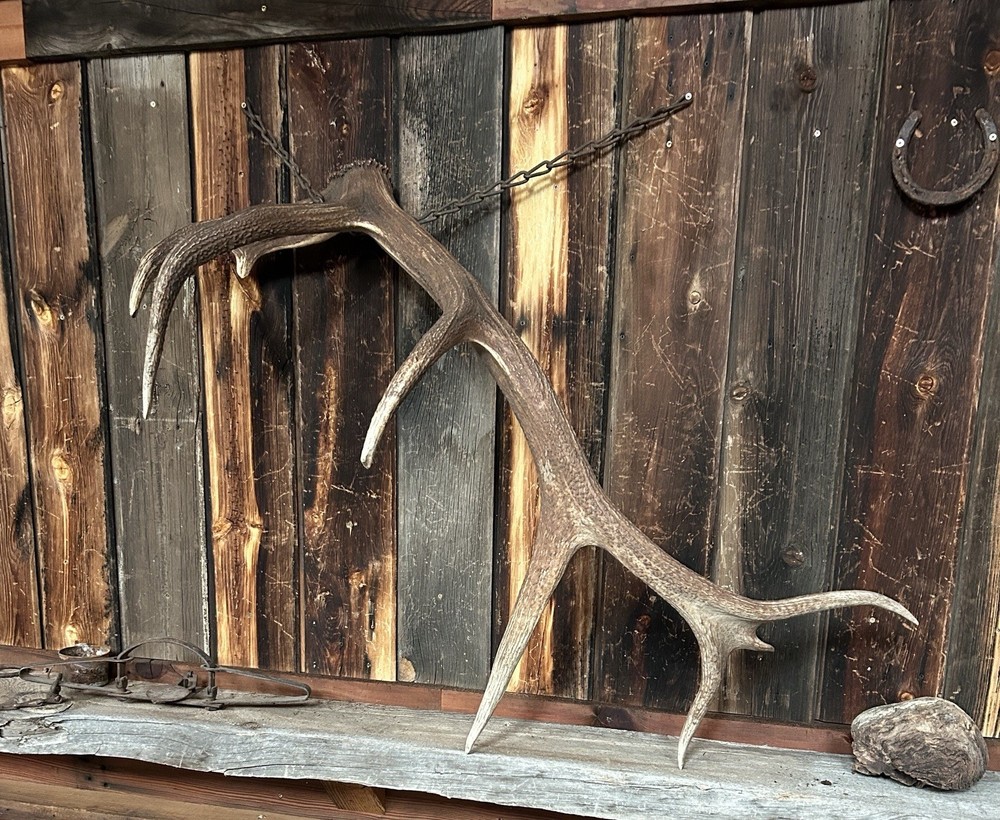 Large 8pt Elk Antler ~ Elk Shed