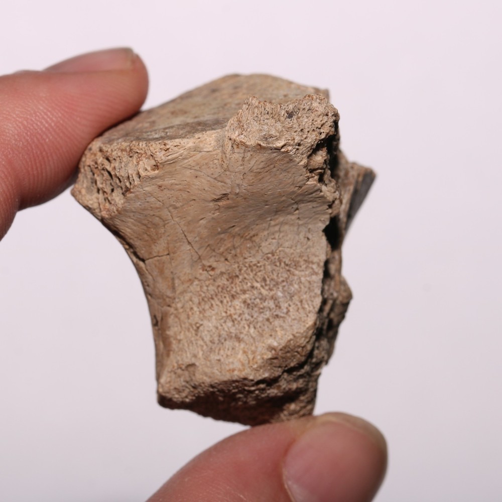 Vertebra Process - Dinosaur Fossil Authentic Cretaceous Hell Creek Formation