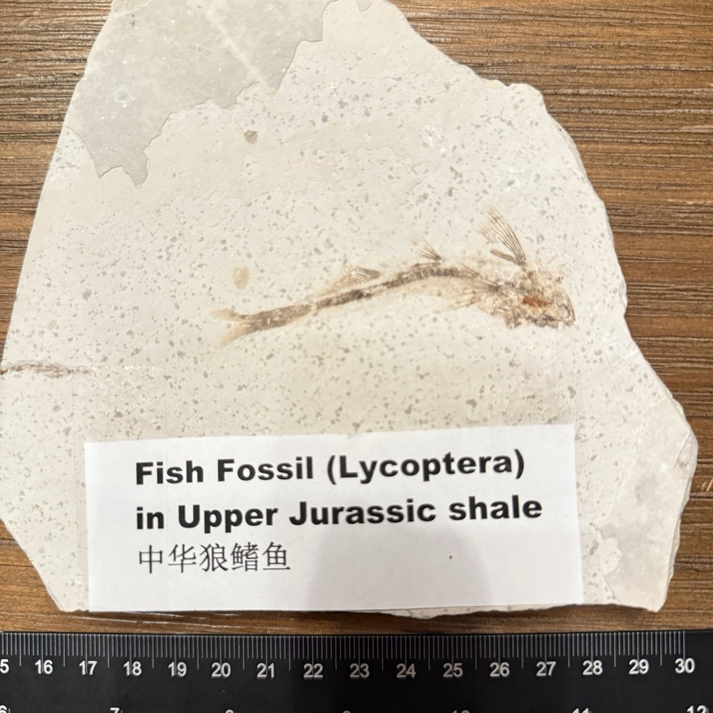 Fish fossil Lot Of Two