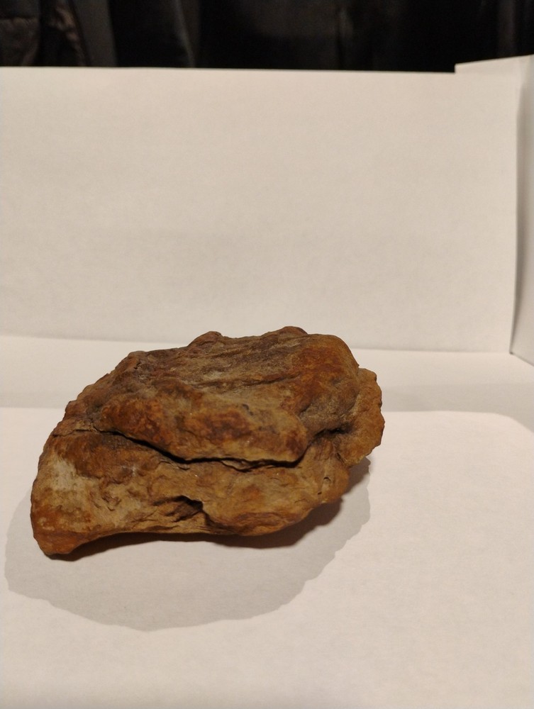 Prehistoric Fossil Specimen 100% Authentic
