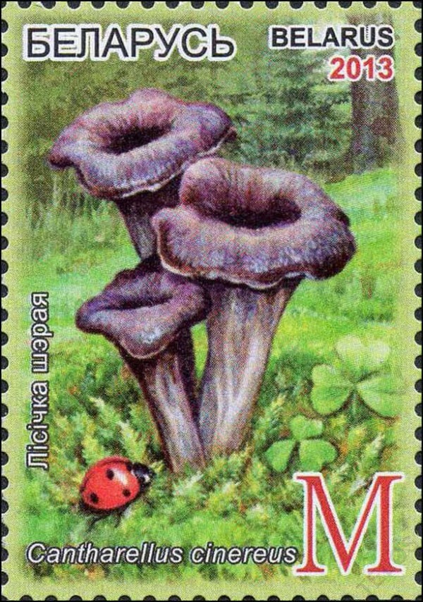 2013 Belarus Flora Edible mushrooms MNH