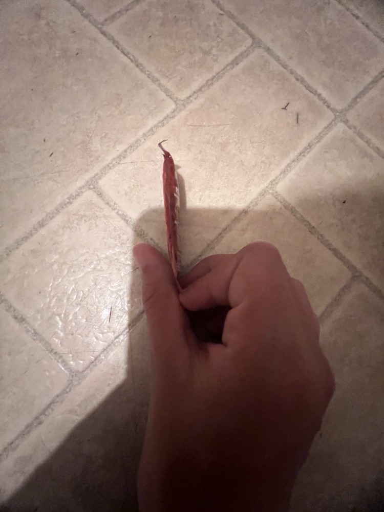 Ketchup Packet From BRAZIL (2025)