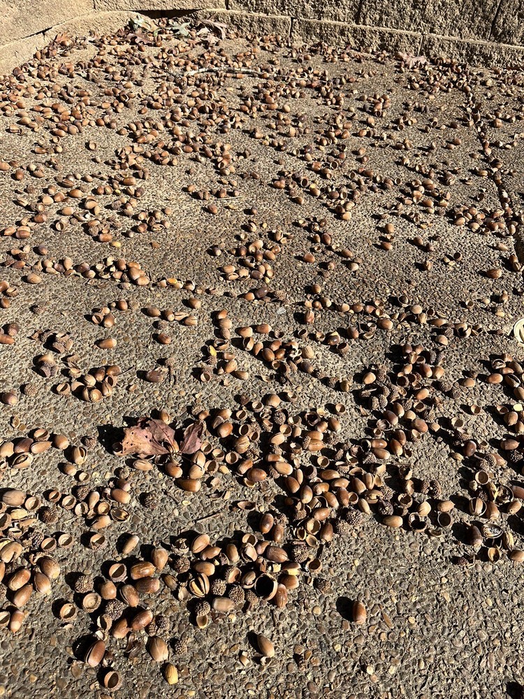 Real Acorns They are back