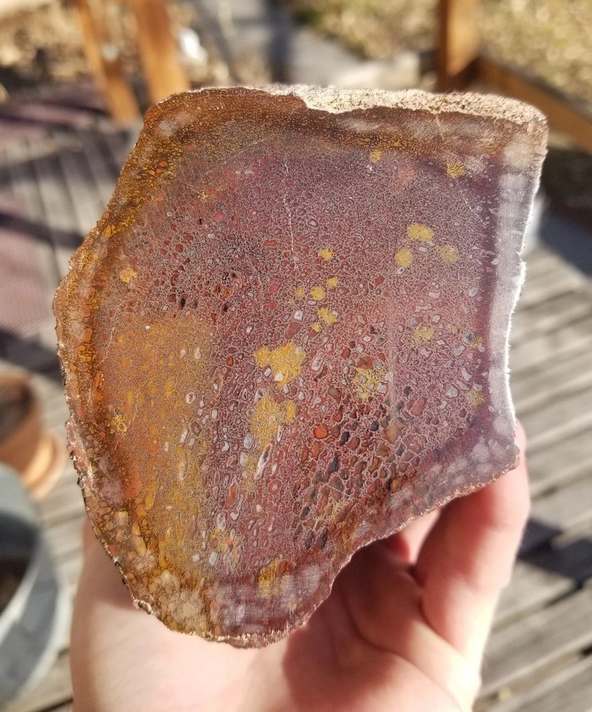 Great 8.75Lb Multi Color Agatized Dinosaur Gem Bone Polished Specimen Display