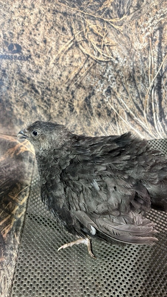 48 Mix All Rare Quail Hatching Eggs