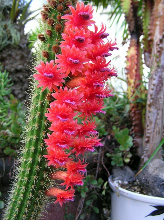 CLEISTOCACTUS SAMAIPATANUS