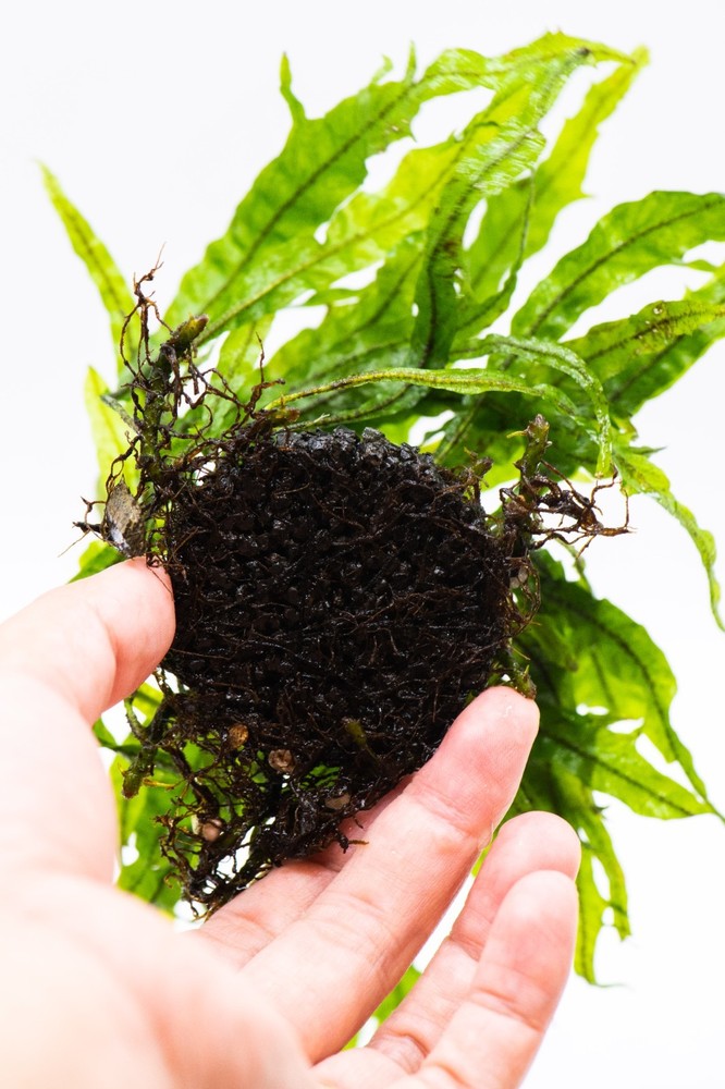 Java Fern 'Fork Leaf' on Nutripad - Rare Live Aquatic Plant