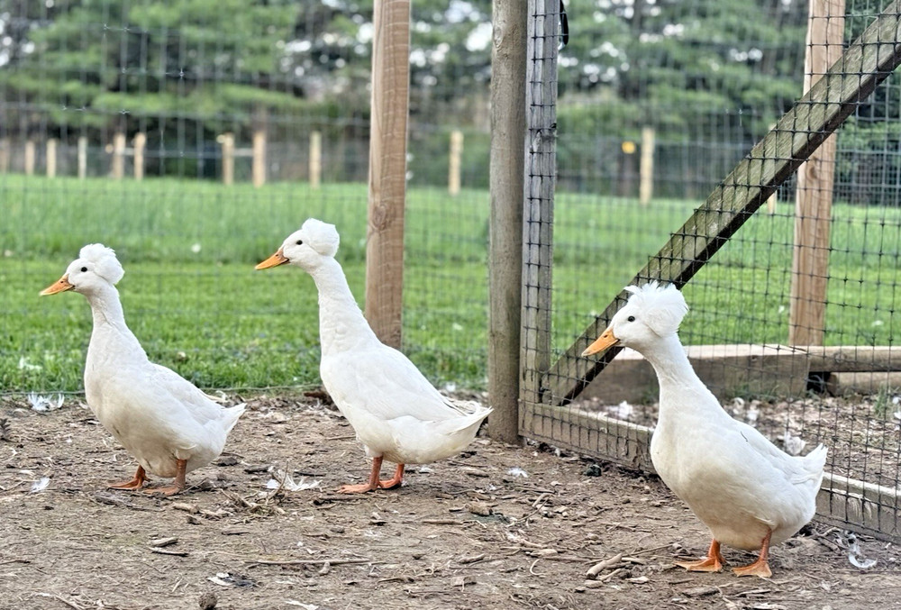 6++ White Crested Duck Hatching Eggs for Incubation