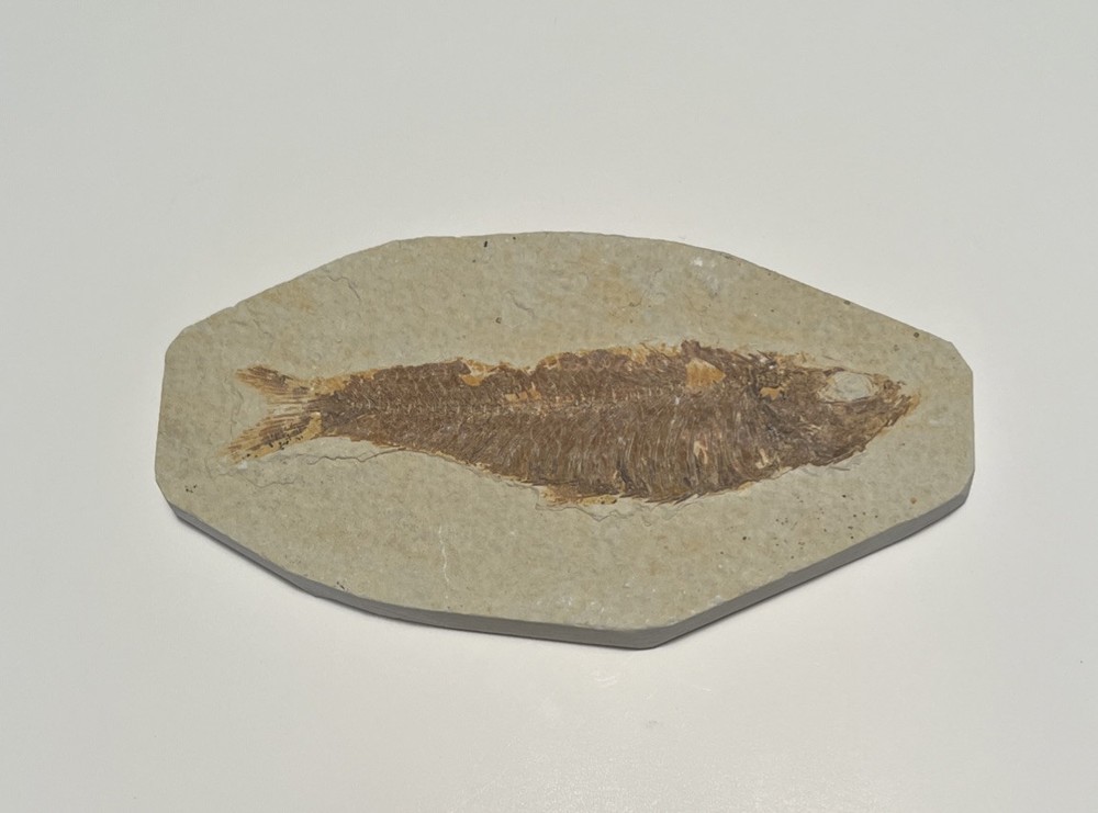 Fossil Knightia Plate From Green River Formation, Kemmerer Wyoming