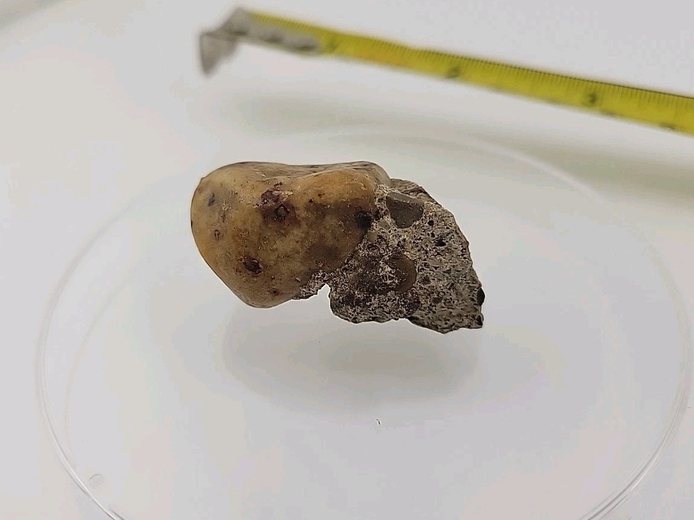 Fossilized Dinosaur HAND CLAW/Knuckle Bone Permineralized Fossil