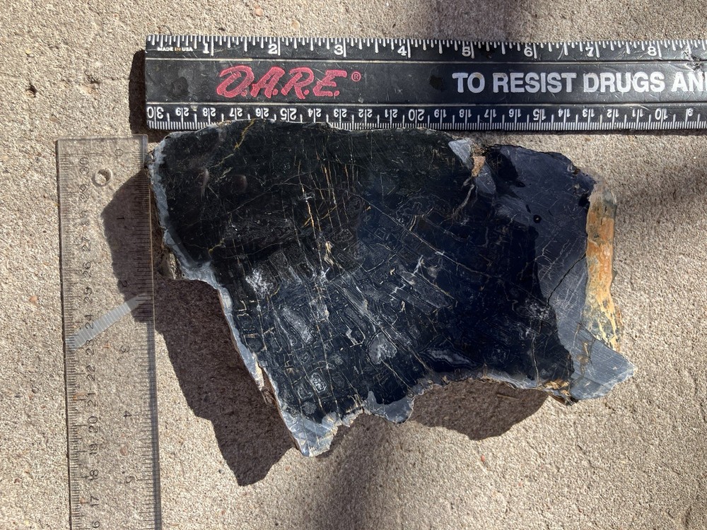 Petrified Wood Slab (End Cut)