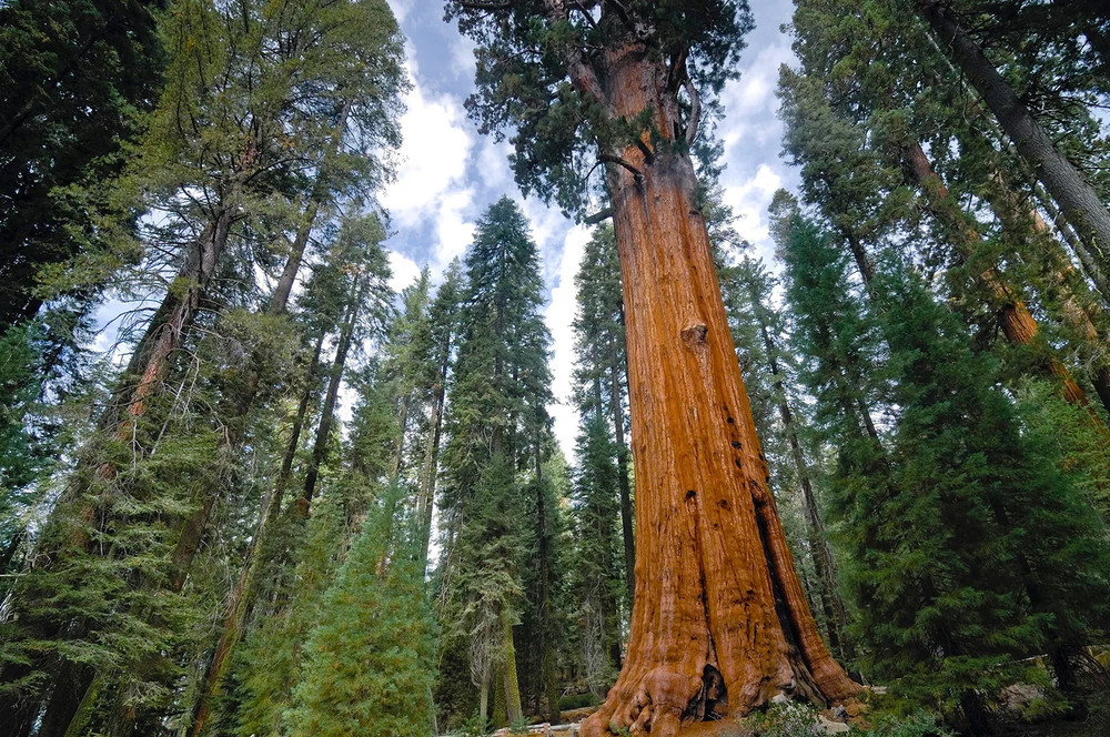 1 Giant Sequoia 6-12" Bare Root Starter Plant