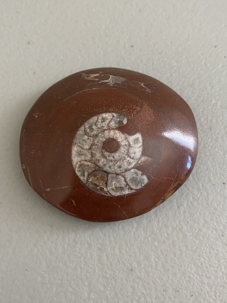 Morocco Fossils Stone Ammonite