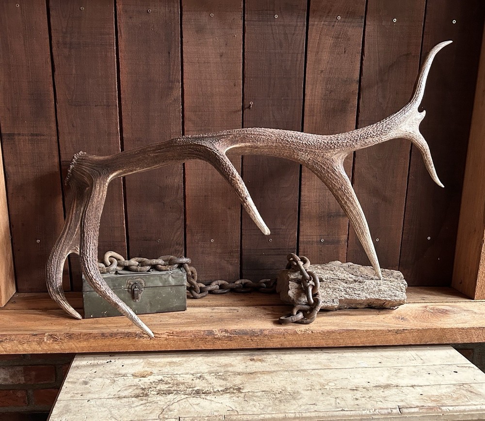 Large 8pt Elk Antler ~ Elk Shed