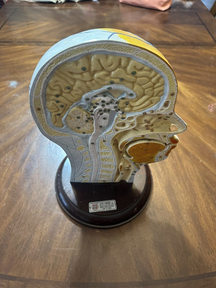 Clay Adams Human Brain Model Display