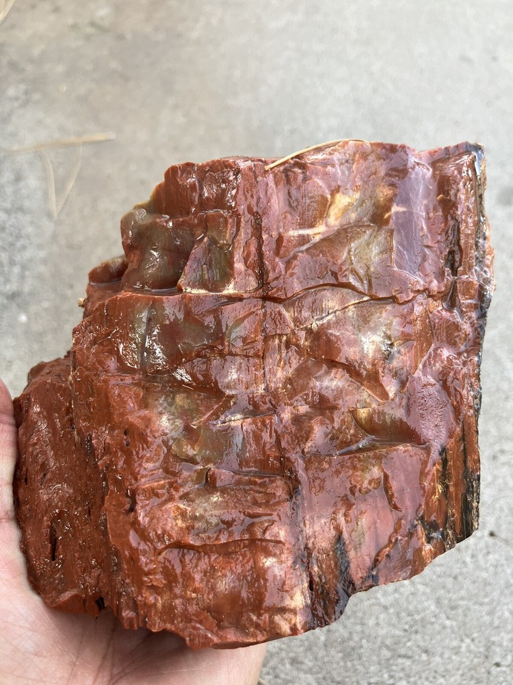 Arizona Petrified Wood