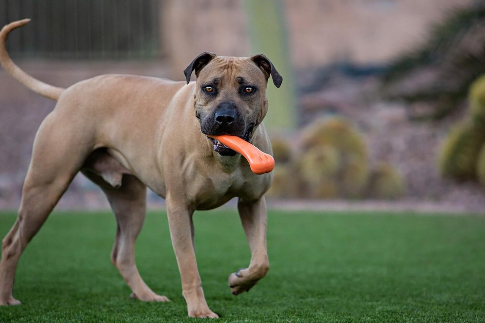 Jolly Pets 9-inch, Bone, Orange, Large Orange/Large