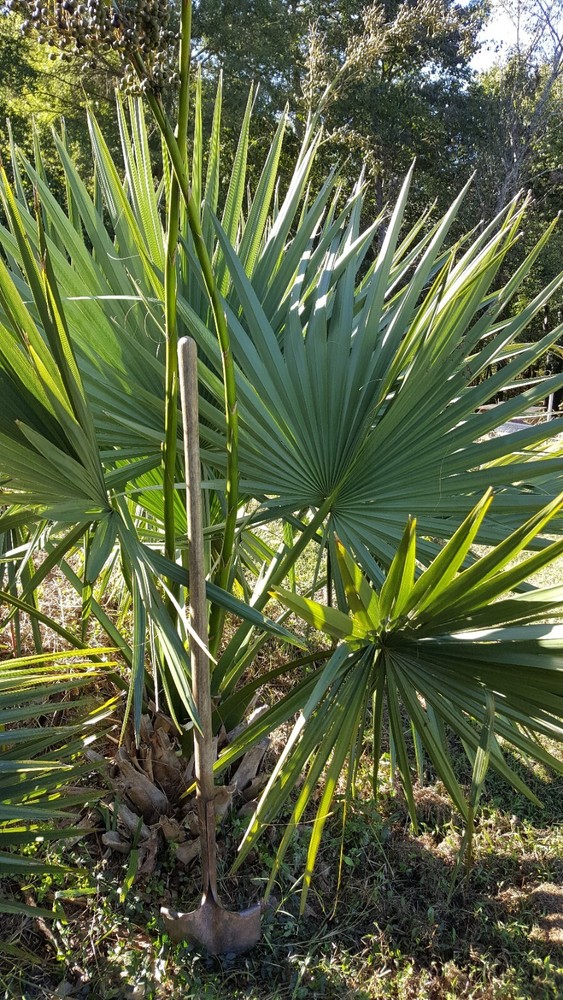 1 Gallon Sabal minor plant
