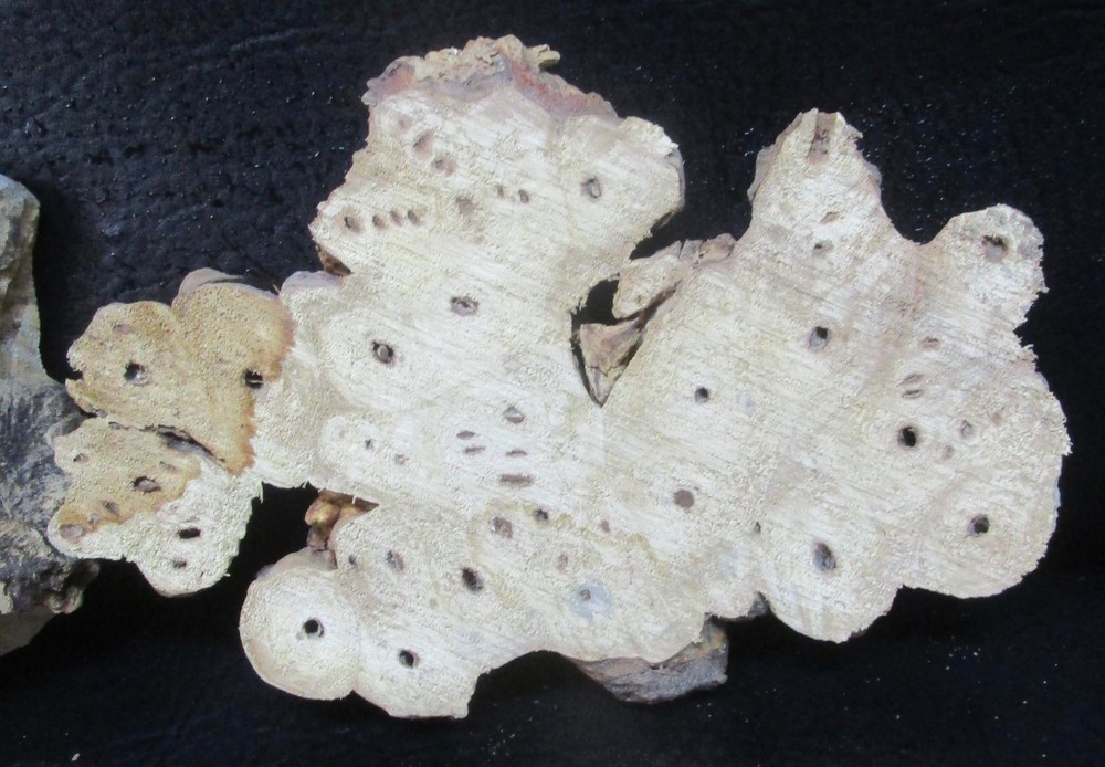 3pc Buckeye Burl slabs/cut offs #D558 assorted sizes