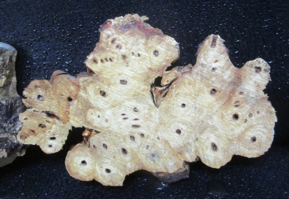 3pc Buckeye Burl slabs/cut offs #D558 assorted sizes