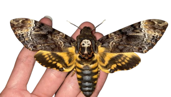 6 pcs Death Head Hawk Moth | Wings opened | Real Specimens | US Stock