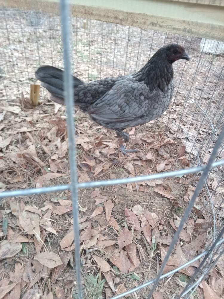 (Minor Blue Hen) Hatching Egg