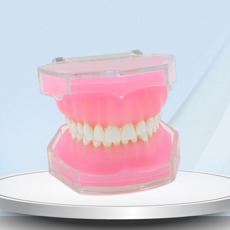 Typodont Teeth Model Typodont Study Model Detachable Teeth Model Teaching Tool