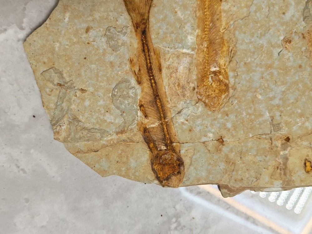 Unique and authentic fossilized fish fossils C01