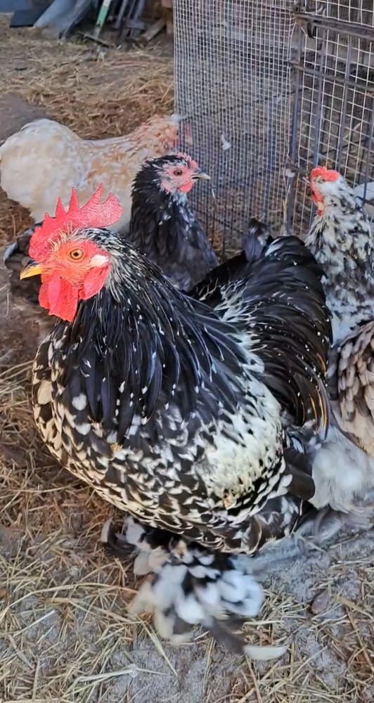 1 Dozen Bantam Cochin Hatching Eggs