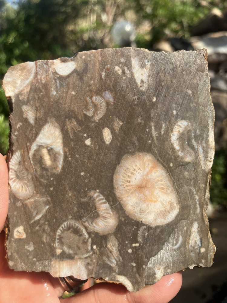 Fossil Stone Slab - End Cut (Fluorescent Under UV Light)