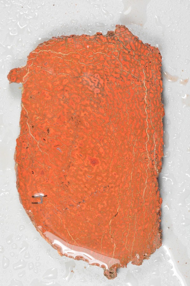 Orange Agatized Dinosaur Bone, New Mexico, 90 grams
