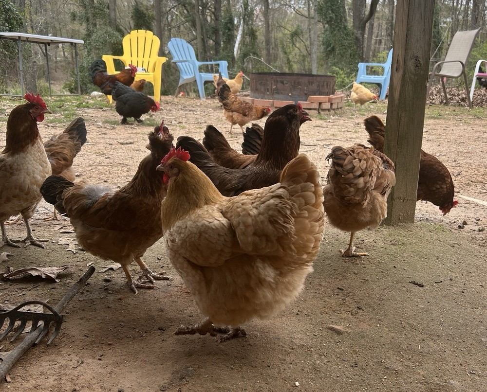 BYM Large Fowl Dozen Hatching Eggs