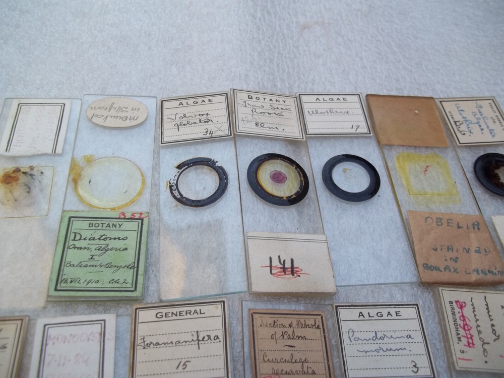 Vintage Glass Microscope Slides - As shown