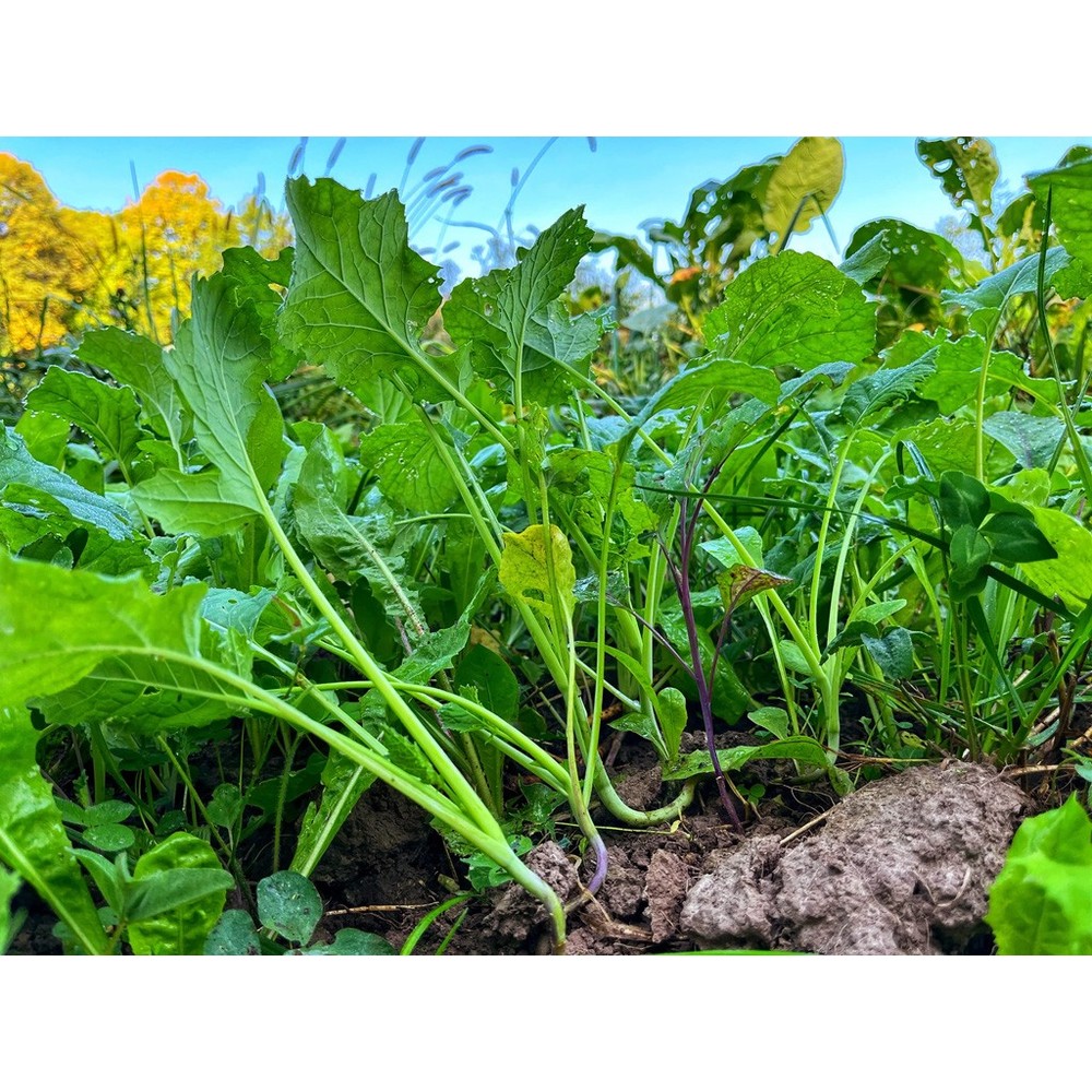 Domain Wingman Seed 1/4 Acre