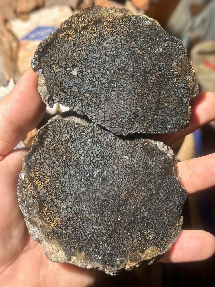 Dinosaur bone rough **hxtled wash split.