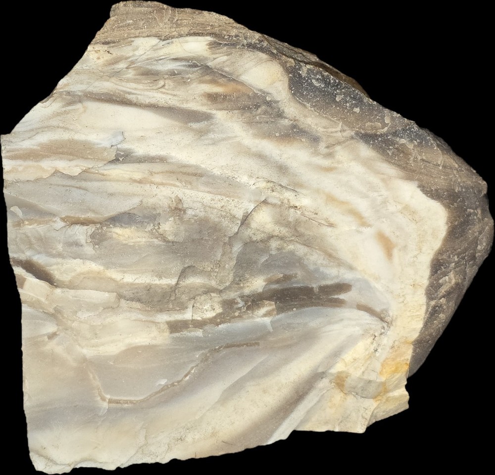 Near Fully Permineralized Petrified Wood