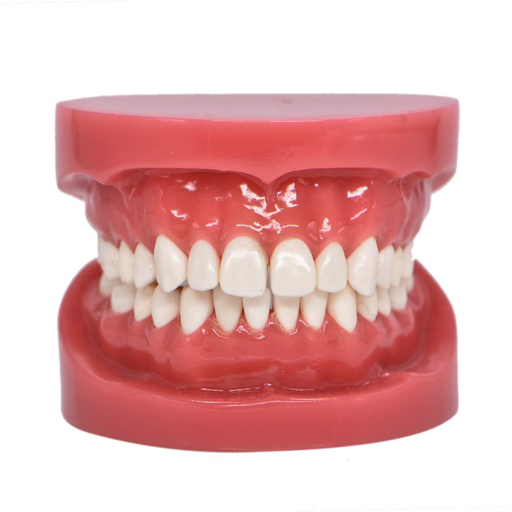 1 Piece Dental Typodont Standard Teeth Model for Teaching Practice Demonstration