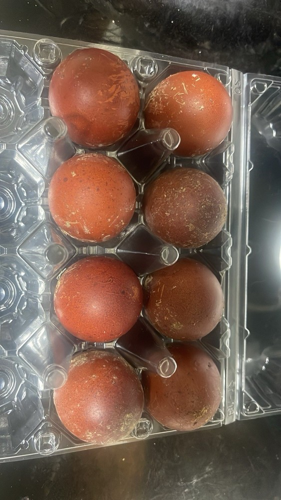 NPIP Black Copper Maran Hatching Eggs