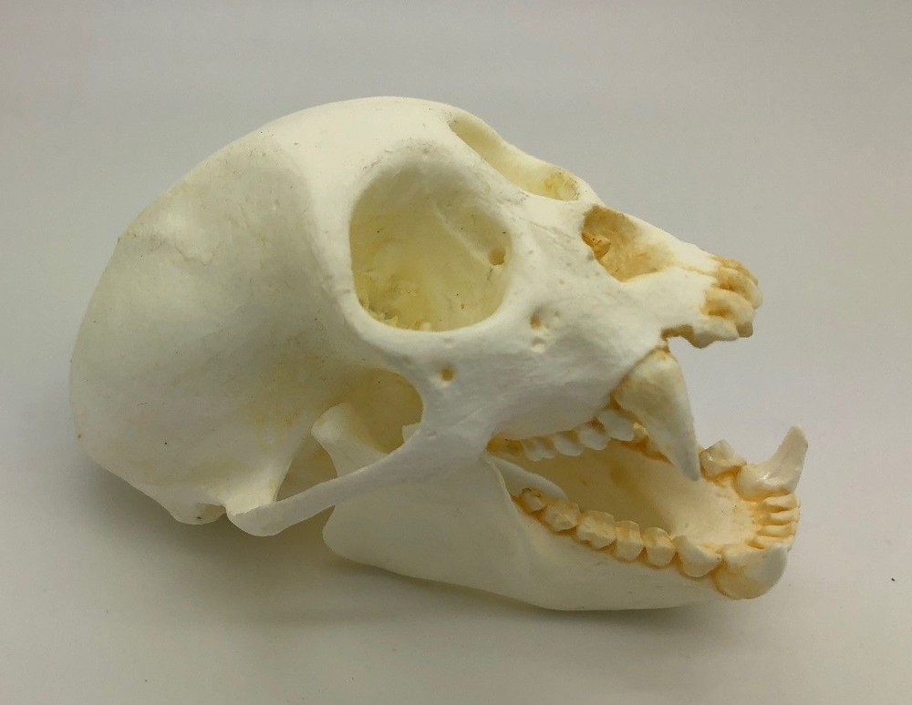 WEEPING CAPUCHIN   SKULL  REPLICA
