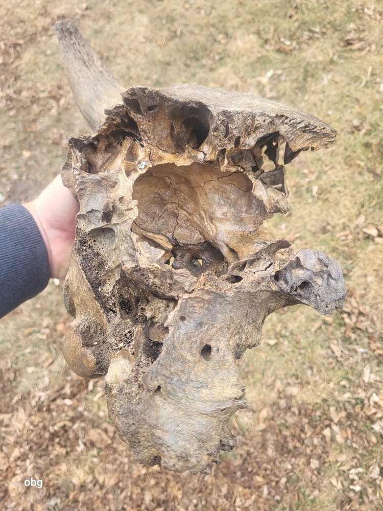 Historic Large Bison Horn Core Partial Skull river find