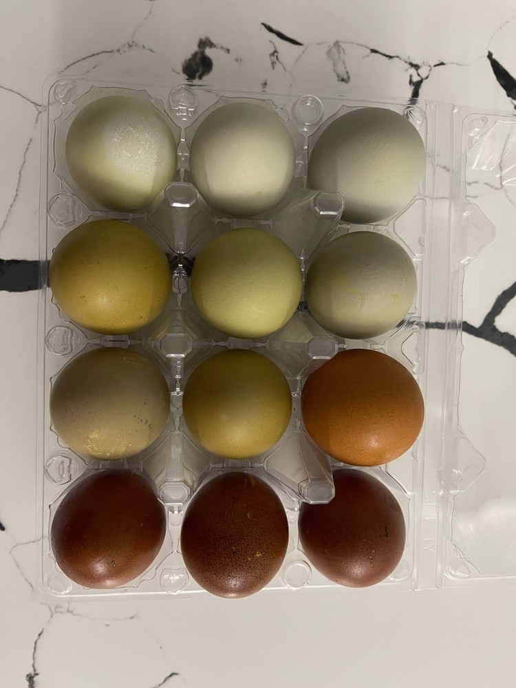 Rainbow Hatching Eggs 1 dozen /12 eggs