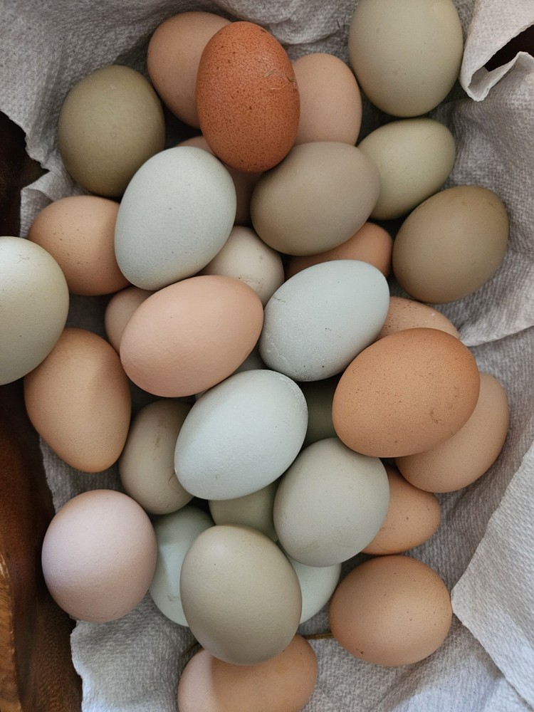 Barnyard Mix Fresh Hatching Eggs From Free Range Chickens