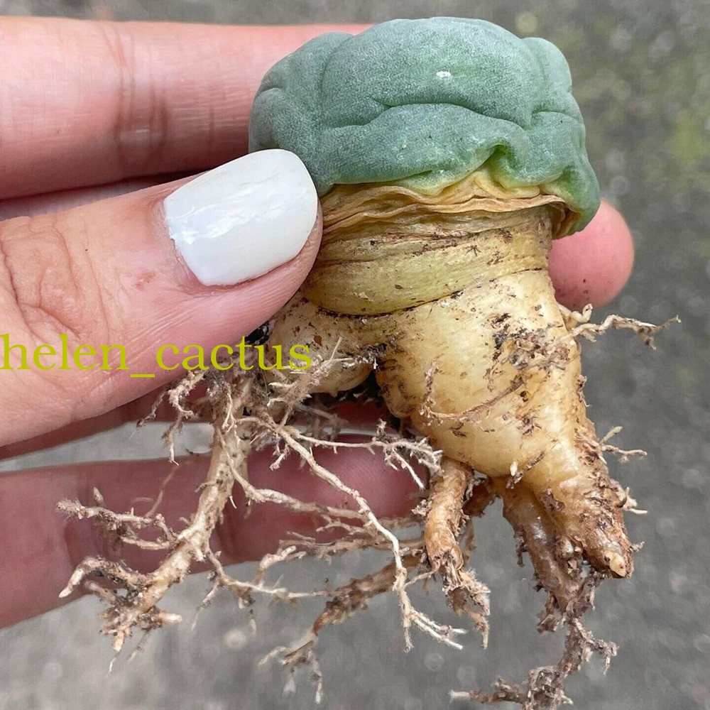 3pcs 5cm Thornless Beautiful Cactus Succulent RadishRoot