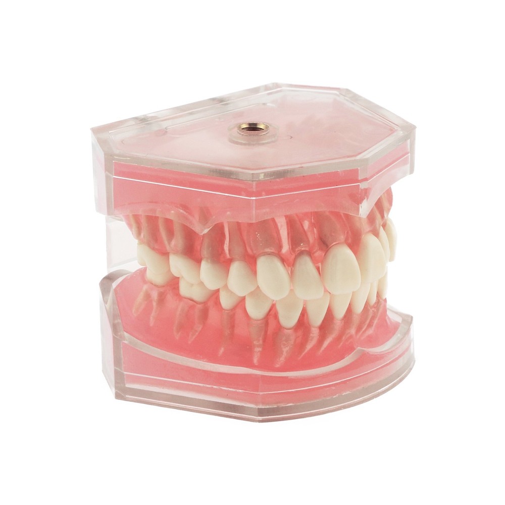 M7008 Standard Dental Study Teeth Model with Soft Gingiva 28 Removable Teeth