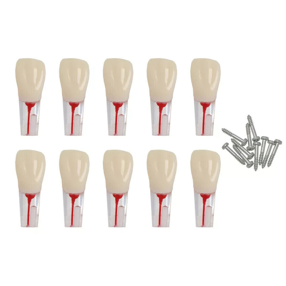 Dental Endo Root Canal Teeth Models Study RCT Practice Typodont Model#8006