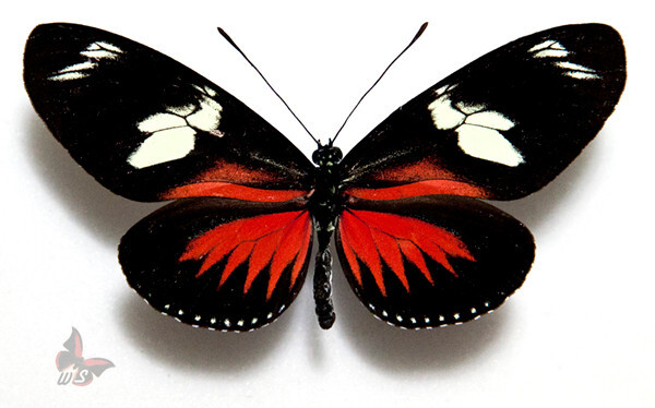 Heliconius doris eratonius , UNMOUNTED butterfly